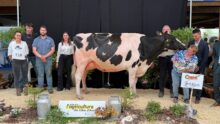 Une vache Prim'Holstein entourée de personnes sur le podium d'un concours de bovins.