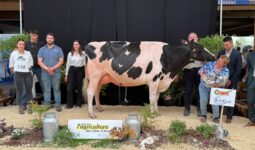 Une vache Prim'Holstein entourée de personnes sur le podium d'un concours de bovins.