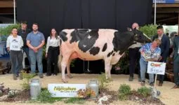 Une vache Prim'Holstein entourée de personnes sur le podium d'un concours de bovins.