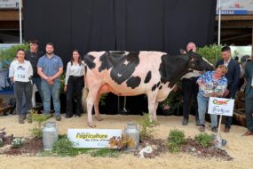 Une vache Prim'Holstein entourée de personnes sur le podium d'un concours de bovins.