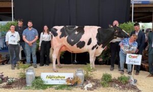 Une vache Prim'Holstein entourée de personnes sur le podium d'un concours de bovins.