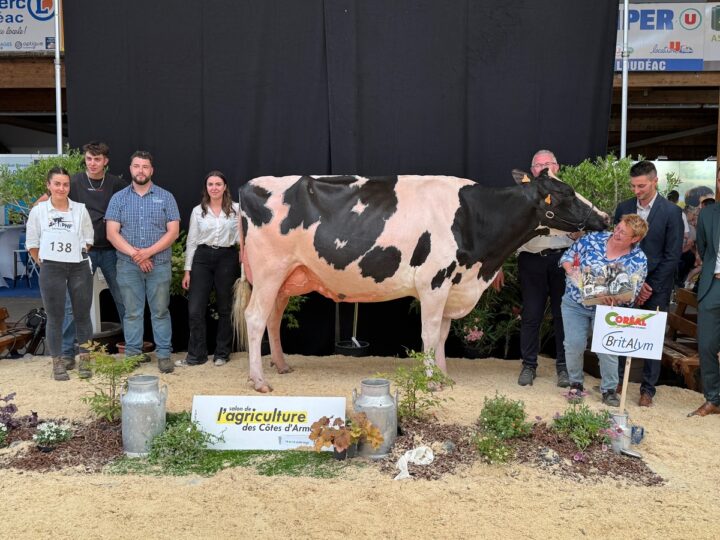 Une vache Prim'Holstein entourée de personnes sur le podium d'un concours de bovins.