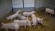 cochettes en quarantaine
