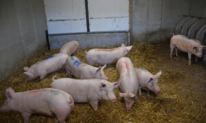 cochettes en quarantaine