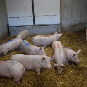 cochettes en quarantaine