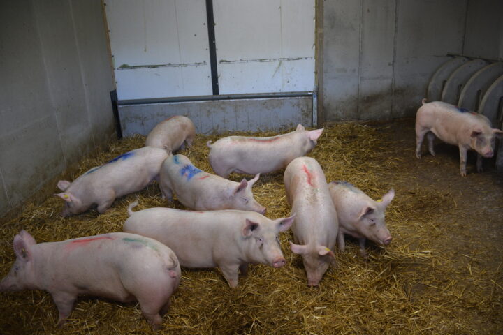 cochettes en quarantaine