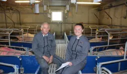 Un homme et une femme dans l'espace maternité d'une porcherie