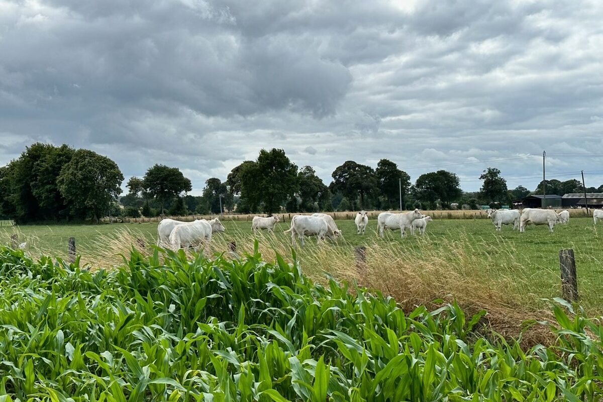 Des vaches dans une prairie en arrière plan d'un champ de maïs - Illustration L’agriculture européenne loin de ses objectifs
