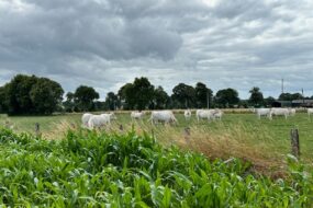 Des vaches dans une prairie en arrière plan d'un champ de maïs
