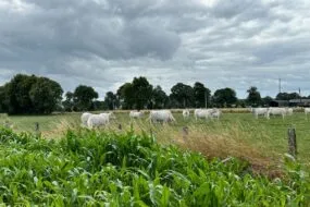 Des vaches dans une prairie en arrière plan d'un champ de maïs