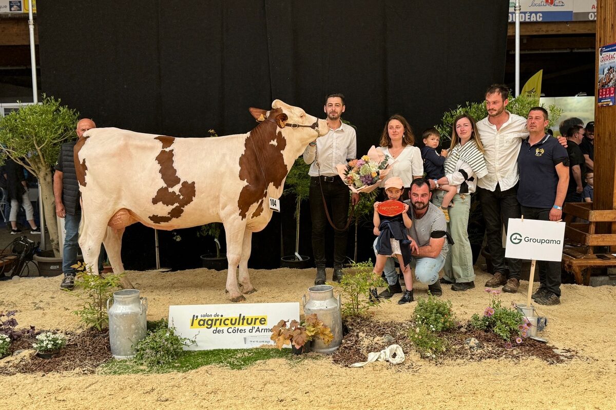 Une jeune vache Montbéliarde entourée de personne sur le podium d'un concours de bovins  - Illustration Utopie, une princesse  bien ancrée dans la réalité