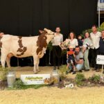Une jeune vache Montbéliarde entourée de personne sur le podium d'un concours de bovins