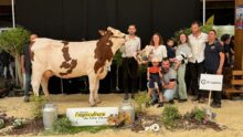 Une jeune vache Montbéliarde entourée de personne sur le podium d'un concours de bovins
