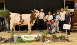 Une jeune vache Montbéliarde entourée de personne sur le podium d'un concours de bovins