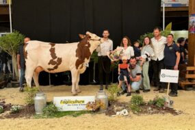 Une jeune vache Montbéliarde entourée de personne sur le podium d'un concours de bovins