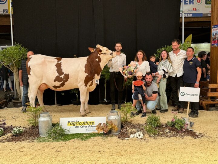 Une jeune vache Montbéliarde entourée de personne sur le podium d'un concours de bovins