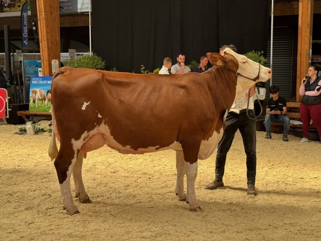 Salicorne, prix de section des 2e lactation et Réserve de championnat Jeune.