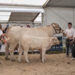 Une vache charolaise et sa progéniture accompagnée de deux femmes et un homme lors d'un concours de la race Charolaise
