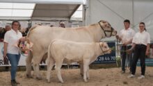 Une vache charolaise et sa progéniture accompagnée de deux femmes et un homme lors d'un concours de la race Charolaise