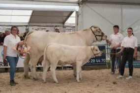Une vache charolaise et sa progéniture accompagnée de deux femmes et un homme lors d'un concours de la race Charolaise