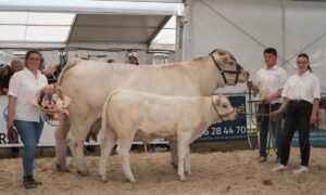 Une vache charolaise et sa progéniture accompagnée de deux femmes et un homme lors d'un concours de la race Charolaise