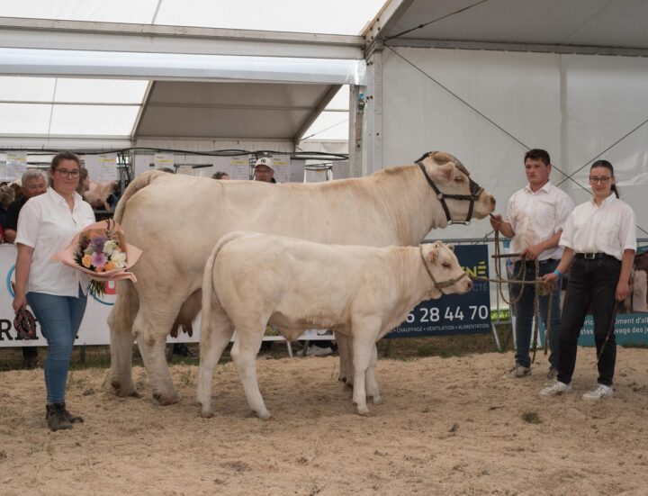 Une vache charolaise et sa progéniture accompagnée de deux femmes et un homme lors d'un concours de la race Charolaise