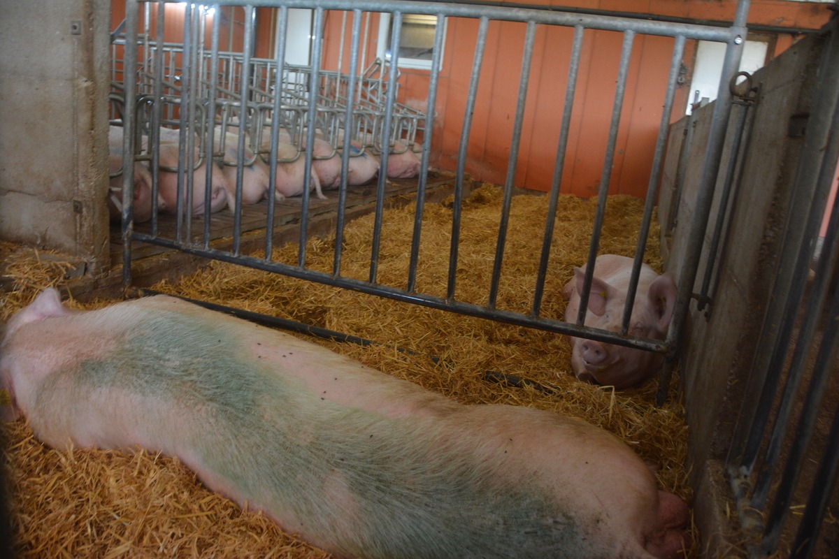 Des cochons sur paille