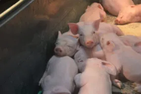 Des porcelets