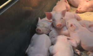 Des porcelets