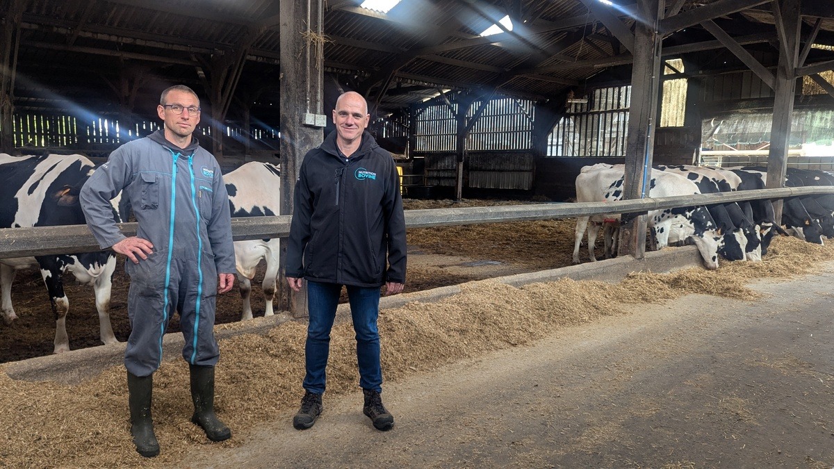 2 hommes dans uns stabulation avec des vaches en arrière plan - Illustration Un tarissement à 30 kg