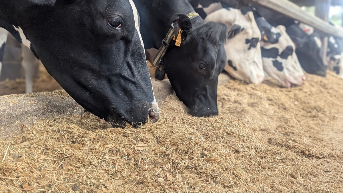 5 kg de paille hachée à 2 cm et 3,3 kg de Périxo Prépa dans la ration pour assurer l’ingestion 
des vaches en prépa-vêlage.