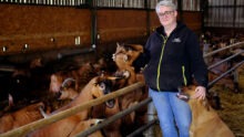 Une femme dans une stabulation avec des chèvres