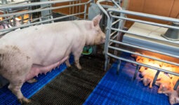 Une truie dans une case maternité avec ses porcelets
