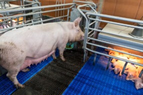Une truie dans une case maternité avec ses porcelets