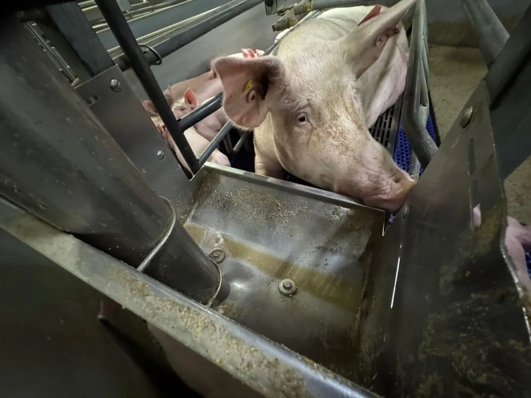 La distribution d’eau se déclenche quand les deux diodes en fond d’auge sont découvertes.
