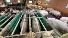 Des stations de distribution individuelle de l'alimentataion pour un groupe de truies gestantes