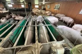 Des stations de distribution individuelle de l'alimentataion pour un groupe de truies gestantes