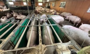 Des stations de distribution individuelle de l'alimentataion pour un groupe de truies gestantes