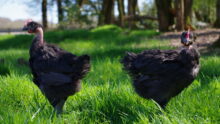Des poulets noirs Fermiers Argoat dans un champ