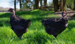 Des poulets noirs Fermiers Argoat dans un champ