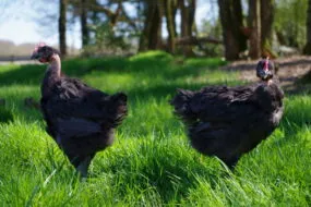 Des poulets noirs Fermiers Argoat dans un champ