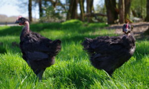 Des poulets noirs Fermiers Argoat dans un champ