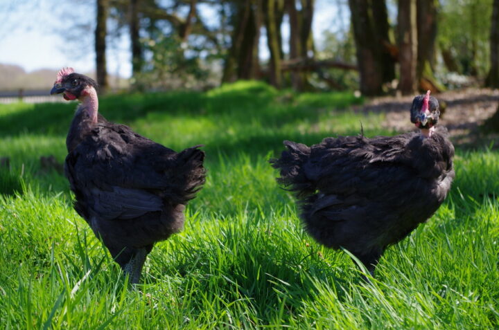 Des poulets noirs Fermiers Argoat dans un champ