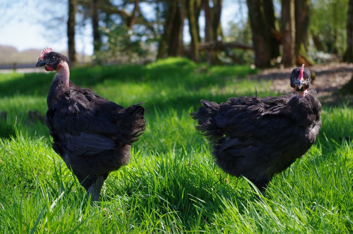 Des poulets noirs Fermiers Argoat dans un champ - Illustration Année en dent de scie pour le label