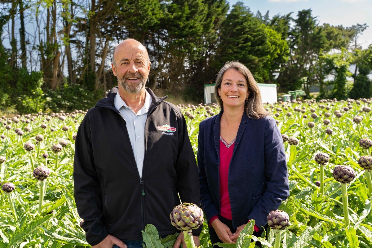 Marc Kerangueven et Maiwenn Le Pierrès dans un champ d'artichaut - Illustration Cerafel : 60 années au service des producteurs