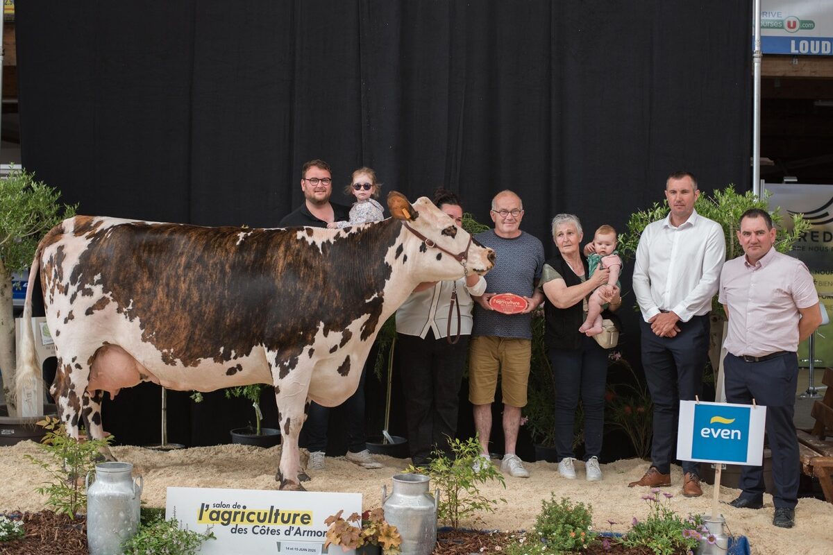 Une vache de race Normande sur le podium d'un concours bovins accompagnée de personnes - Illustration Opaline, une Normande qui illumine