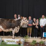 Une vache de race Normande sur le podium d'un concours bovins accompagnée de personnes