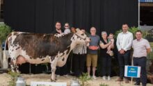 Une vache de race Normande sur le podium d'un concours bovins accompagnée de personnes
