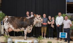 Une vache de race Normande sur le podium d'un concours bovins accompagnée de personnes