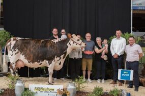 Une vache de race Normande sur le podium d'un concours bovins accompagnée de personnes
